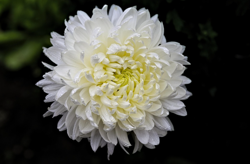 장례식장 국화꽃